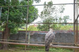 The Java Eagle on the mini zoo cage, Semarang Central Java. The photo is suitable to use for nature animal background, zoo poster and advertising.