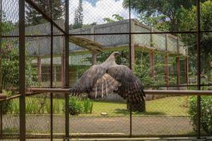 The Java Eagle on the mini zoo cage, Semarang Central Java. The photo is suitable to use for nature animal background, zoo poster and advertising.