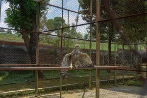 el Java águila en el mini zoo jaula, semarang central Java. el foto es adecuado a utilizar para naturaleza animal fondo, zoo póster y publicidad.