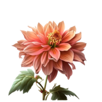 Rosa Blume mit transparent Hintergrund png