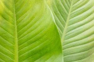 Dumb cane plant leaf photo