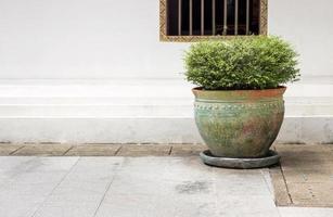 Garden potted plant with white wall background photo