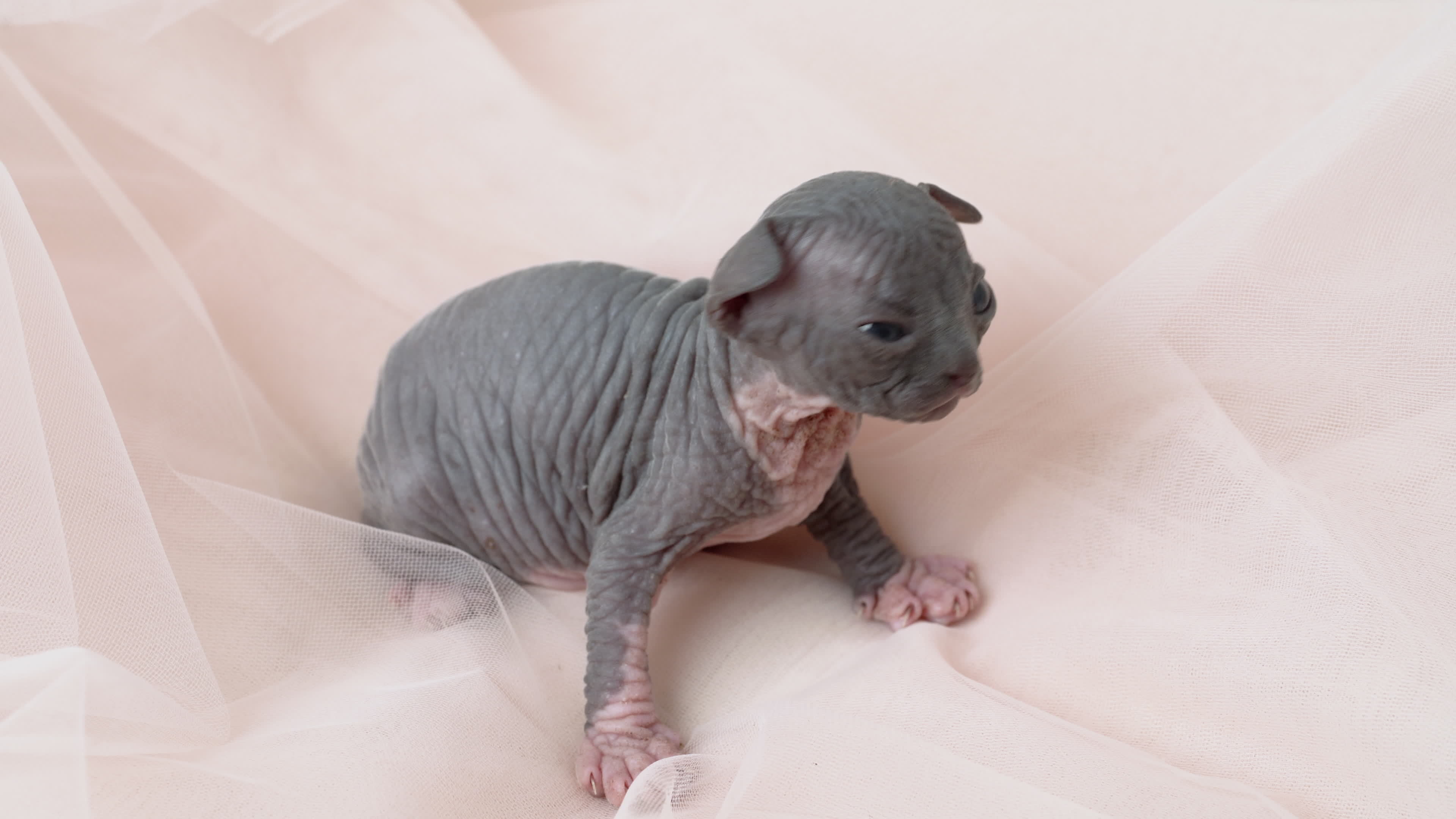 Lonely kitten of Canadian Sphynx Cat breed looking around. Cute ...