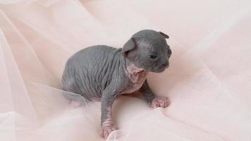 solitário gatinho do canadense sphynx gato procriar olhando em volta. fofa pequeno doméstico gatinha deitado baixa em bege cor tecido fundo. real Tempo 4k tiro vídeo, parte do Series video