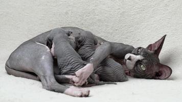 Mother cat feeding two kittens with milk lies on couch. Domestic feline family of Sphynx Hairless Cat, childhood and nursing at home concept. Part of series, real time shot video