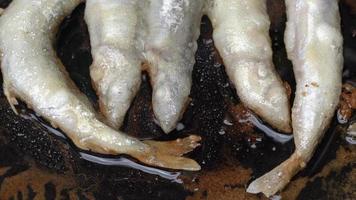 detailopname visie van Koken frituren lodde vis in ijzer pan. geroosterd caplin vis - smakelijk Aziatisch voedsel waar geheel vis, van hoofd naar staart, ree en botten kan worden genoten net zo een voorafje of kant schotel video