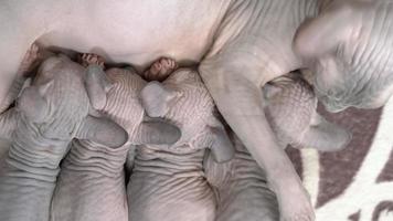 maternità, canadese sphynx gatto seduta e l'allattamento al seno quattro senza peli gattini su bianca sfondo con mucchio. contento felino famiglia, maternità video