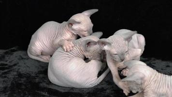 vier süß Kätzchen kanadisch Sphynx Katze Rasse spielen auf schwarz Samt Hintergrund video