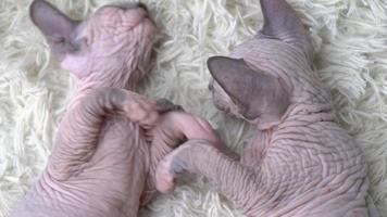 zwei schön Kätzchen kanadisch Sphynx Katze Rasse spielen auf Weiß Hintergrund mit Haufen. Aussicht von über von unbehaart Kitty freunde video