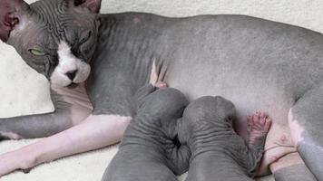 cuidando madre gato acostado y amamantamiento dos hambriento minúsculo gatitos mamón leche. Doméstico felino familia sphynx sin pelo gato, infancia y enfermería a hogar. parte de serie, real hora Disparo vídeo video