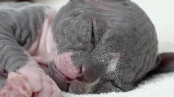 Extreme close-up view of baby Sphynx Kitten sleeping peacefully, lying with closed eyes. Infant child of kitty shudders during sleep, tiny domestic cat had dream. Real time video, part of series video