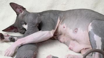 Mother cat nimbly licking baby kitten. Caring mommy Sphynx Cat lying down and nursing her domestic feline family, childhood at home concept. Part of series, real time 4K shot video