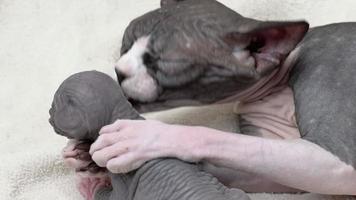 mère chat étreindre et en portant sa chaton avec deux pattes et lécher sa bébé minou. national félin famille de canadien sphynx chat, soigneusement allaitement et enfance concept. partie de série, réel temps video