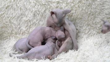 Mutterschaft, kanadisch Sphynx Katze Sitzung und Stillen vier unbehaart Kätzchen auf Weiß Hintergrund mit Haufen. glücklich katzenartig Familie, Mutterschaft video