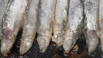 Close-up view of cooking frying capelin fish in iron pan. Gourmet Japanese food - broiled caplin fish where entire fish, from head to tail, roe and bones can be enjoyed as an appetizer or side dish. video