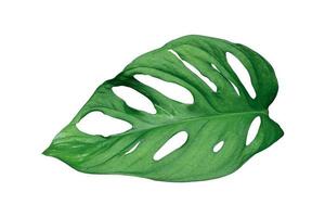 Monstera leaves Isolated on white background with clipping path. photo