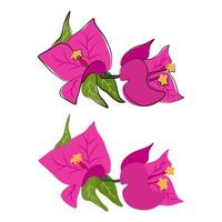 cute hand drawn beautiful bougainvillea set vector illustration isolated on white background