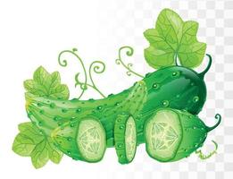 Cucumbers vector illustration