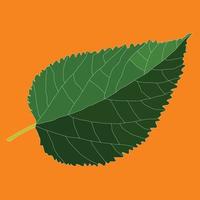 A beautiful Fall Leaf illustration vector art design