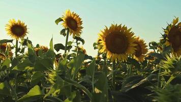 geel zonnebloemen in de veld- video