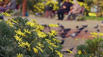 amarillo margarita primavera flores en el parque video