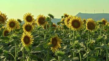 Jaune tournesols dans le champ video