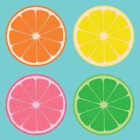 Orange, lemon, grapefruit and lime. Cut fruit. Four slices of citrus. vector