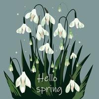 Hello Spring. Flowers are white snowdrops with leaves. Spring is coming. Vector illustration isolated on gray background.Snowdrops for decoration and design.