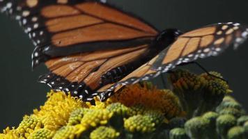 das Monarch Schmetterling Heiligtum im Mexiko video