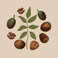 Set with walnuts. Hand drawn green walnut, kernel, walnut tree branch and peeled walnut.Vector vector