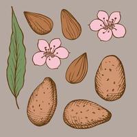 Set with almonds. Almonds, seeds, nuts, flowers and leaves of the almond tree are hand-drawn. Sketch style illustration on isolated background. Design element. vector