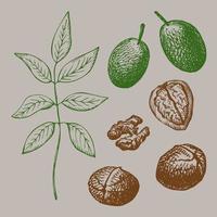 Set with walnuts. Hand drawn green walnut, kernel, walnut tree branch and peeled walnut.Vector vector