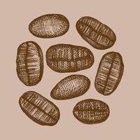 Illustration of coffee beans. Illustration of ripe coffee beans hand drawn.Coffee-coloured.Design element.Vector vector