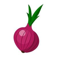 Red onion. Vector illustration on a white background.