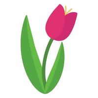 Illustration of a cartoon cute pink tulip. Pink tulip symbol. Pink tulip icon. vector