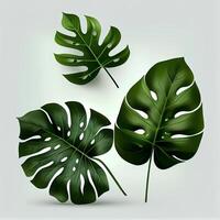 Leaves of tropical evergreen monstera plant on light background - image photo