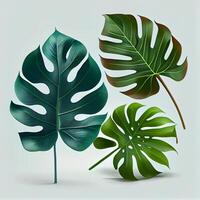 Leaves of tropical evergreen monstera plant on light background - image photo