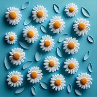 Flat lay spring blooming and summer chamomile flowers on blue background pattern - image photo