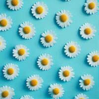 Flat lay spring blooming and summer chamomile flowers on blue background pattern - image photo