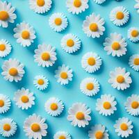 Flat lay spring blooming and summer chamomile flowers on blue background pattern - image photo