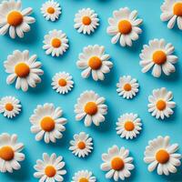 Flat lay spring blooming and summer chamomile flowers on blue background pattern - image photo