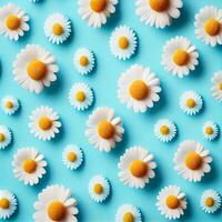 Flat lay spring blooming and summer chamomile flowers on blue background pattern - image photo