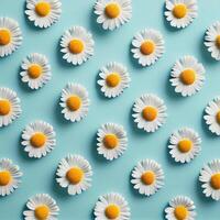 Flat lay spring blooming and summer chamomile flowers on blue background pattern - image photo