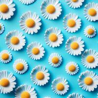 Flat lay spring blooming and summer chamomile flowers on blue background pattern - image photo