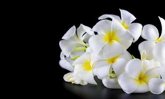 blanco plumeria en negro antecedentes foto