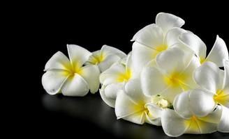 blanco plumeria en negro antecedentes foto