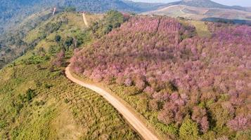 Pink sakura Flower or Wild Himalayan Cherry on mountain photo