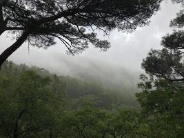 Beautiful view of the foggy forest with pine trees in the foreground. photo