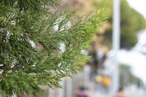 pino árbol sucursales, de cerca de un hojas perennes thuja árbol rama con borroso antecedentes. foto