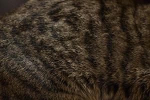 de cerca de un de gato pelo. superficial profundidad de campo. atigrado gato acostado en el sofá cerca arriba foto
